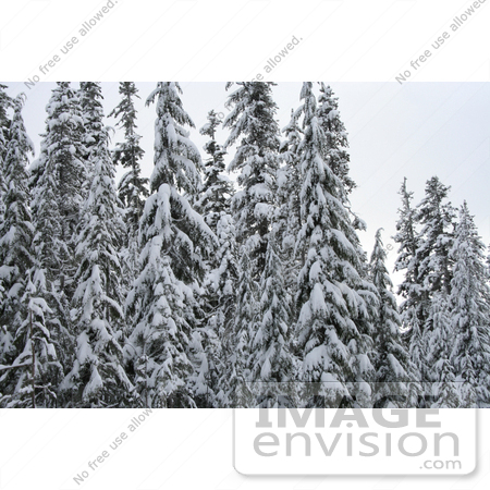 #520 Photo of Snow Covered Trees, Rogue River National Forest by Jamie Voetsch