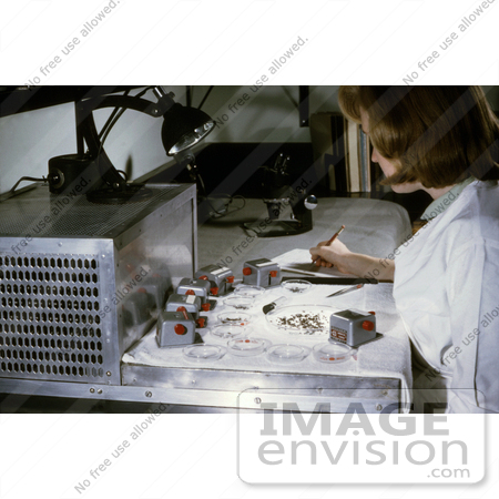 #5203 Picture of a Laboratory Technician Sorting and Counting Mosquitoes Used in an Arbovirus Study by JVPD