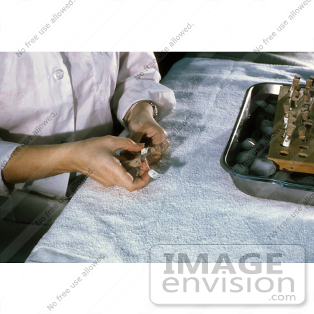 #5208 Stock Photography of a Laboratory Technician Labeling Vials of Mosquito Suspension During an Arbovirus Study by JVPD