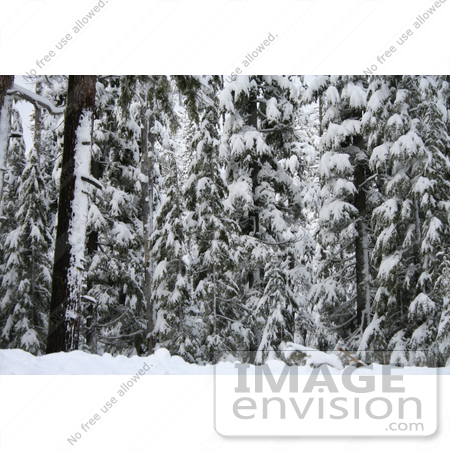 #521 Image of Trees Covered in Snow, Rogue River National Forest by Jamie Voetsch