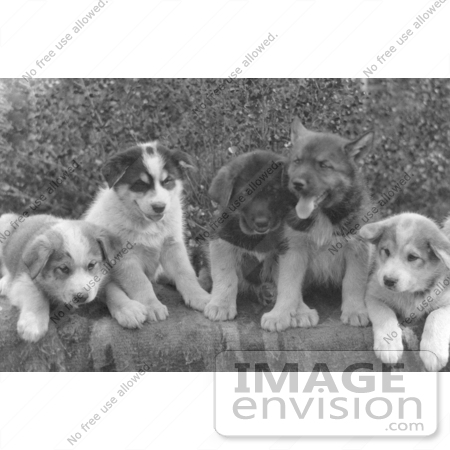 #5220 Dog Sled Puppies by JVPD