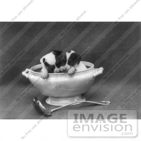 #5248 Puppies in a Soup Tureen by JVPD