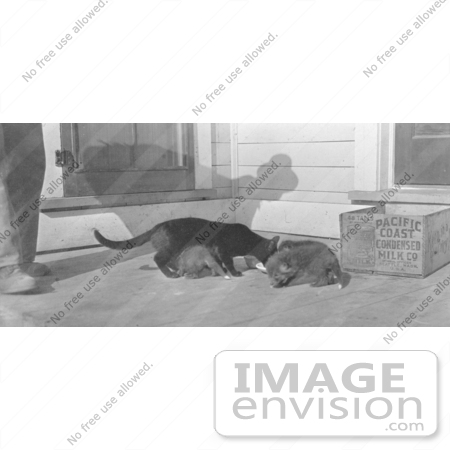 #5251 Fox Pups Raised by a Cat by JVPD