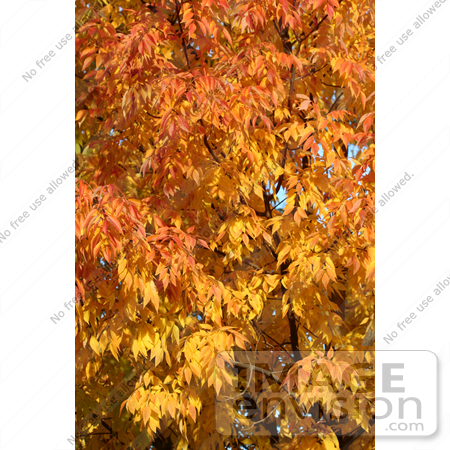 #53 Photography of a Deciduous Tree with Fall Colors by Kenny Adams
