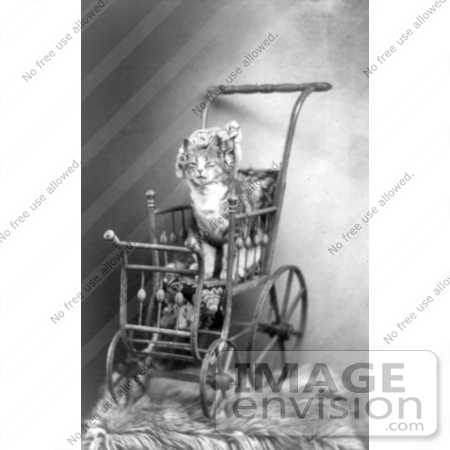 #5302 Cat in a Stroller by JVPD