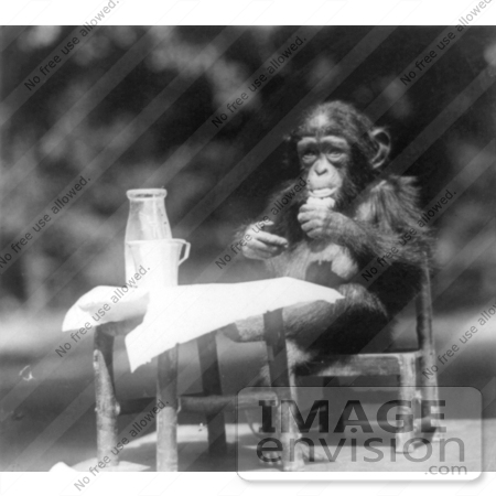 #5339 Chimpanzee at a Table by JVPD