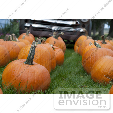 #53690 Royalty-Free Stock Photo of Pumpkins In Field 1 by Maria Bell
