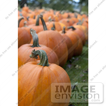 #53691 Royalty-Free Stock Photo of Pumpkins In Field 3 by Maria Bell