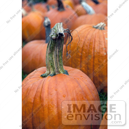 #53693 Royalty-Free Stock Photo of Pumpkins In Field  4 by Maria Bell