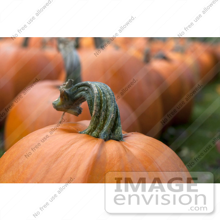 #53694 Royalty-Free Stock Photo of Pumpkin In Field 7 by Maria Bell