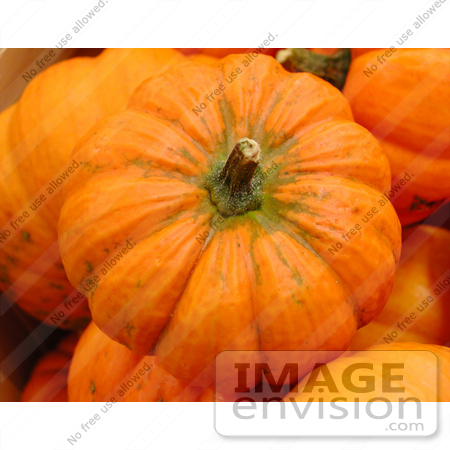 #53696 Royalty-Free Stock Photo of Little Pumpkin by Maria Bell