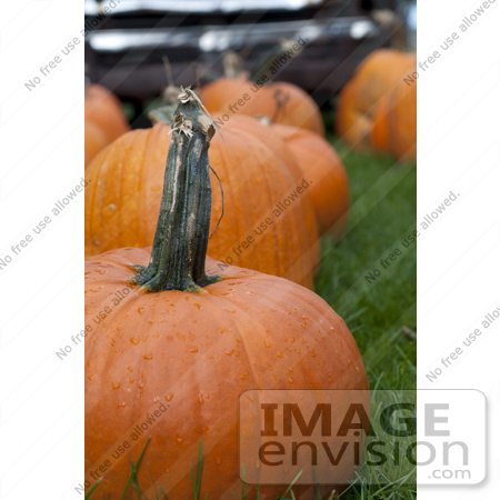#53697 Royalty-Free Stock Photo of Pumpkin In Field 2 by Maria Bell