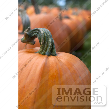 #53698 Royalty-Free Stock Photo of Pumpkin In Field 6 by Maria Bell
