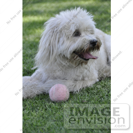 #53700 Royalty-Free Stock Photo of Dog With Ball by Maria Bell