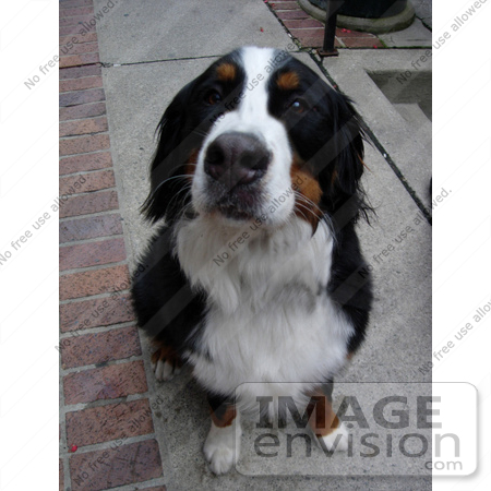 #53701 Royalty-Free Stock Photo of a cute dog looking up by Maria Bell