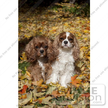 #53702 Royalty-Free Stock Photo of Cavaliers Autumn Leaves by Maria Bell