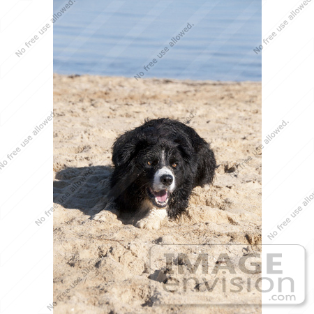 #53703 Royalty-Free Stock Photo of Dog Portrait by Maria Bell