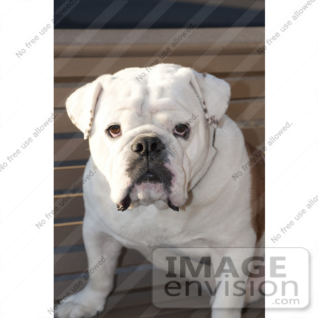 #53705 Royalty-Free Stock Photo of Bulldog by Maria Bell