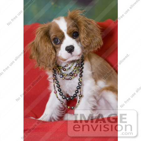 #53708 Royalty-Free Stock Photo of a Cute Spaniel Wearing Colorful Pearls by Maria Bell