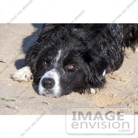 #53709 Royalty-Free Stock Photo of Dog Landscape by Maria Bell