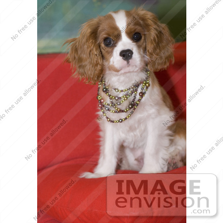 #53710 Royalty-Free Stock Photo of a Spaniel Wearing Colorful Pearls by Maria Bell