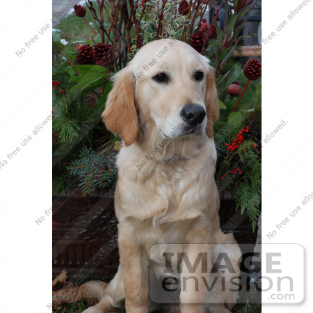 #53711 Royalty-Free Stock Photo of a Sitting Patient Golden Retriever by Maria Bell