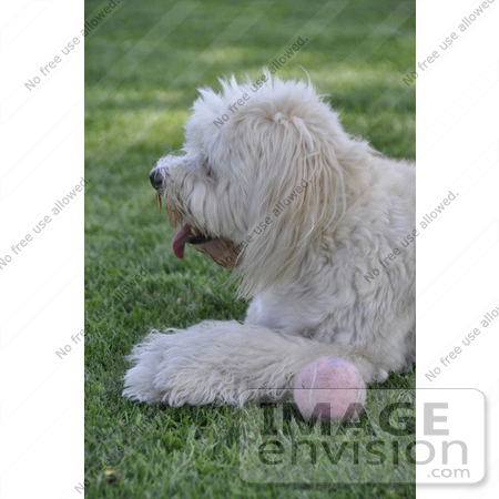 #53712 Royalty-Free Stock Photo of Dog With Ball by Maria Bell