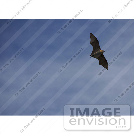 #53717 Royalty-Free Stock Photo of a Bat by Maria Bell