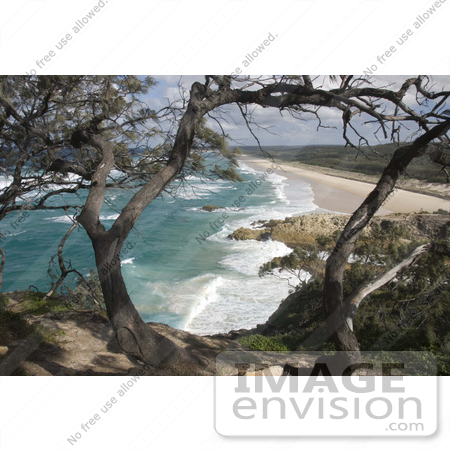 #53719 Royalty-Free Stock Photo of a Beach Tree by Maria Bell