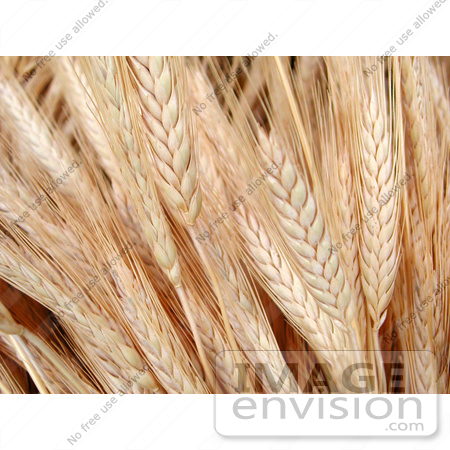 #53726 Royalty-Free Stock Photo of a Closeup of Wheat by Maria Bell