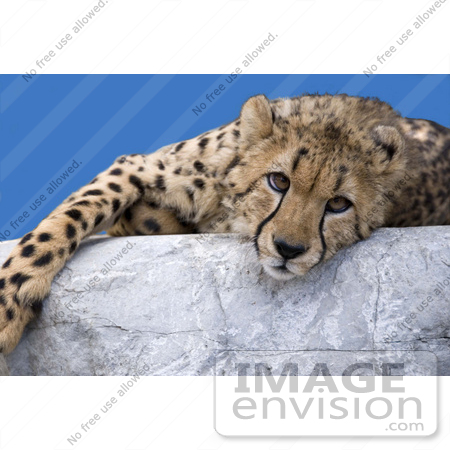 #53727 Royalty-Free Stock Photo of a Cheetah by Maria Bell