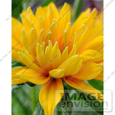 #53742 Royalty-Free Stock Photo of a Yellow Flower by Maria Bell
