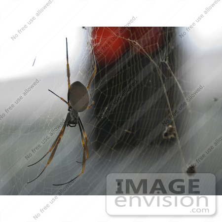 #53746 Royalty-Free Stock Photo of a Spider in a Web by Maria Bell