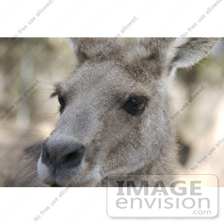 #53748 Royalty-Free Stock Photo of a Kangaroo Face by Maria Bell