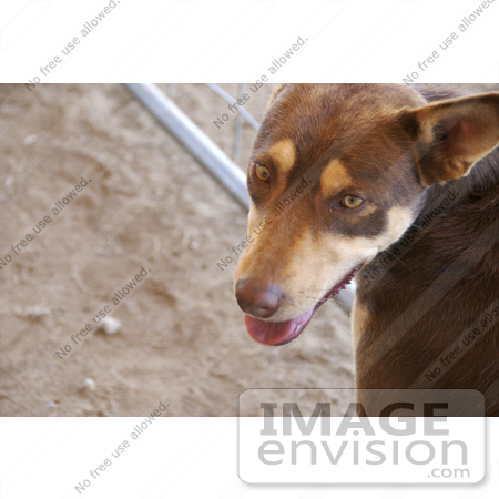 #53749 Royalty-Free Stock Photo of a Dog by a Fence by Maria Bell