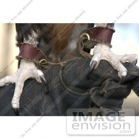 #53751 Royalty-Free Stock Photo of an Eagle’s Talons On A Glove by Maria Bell