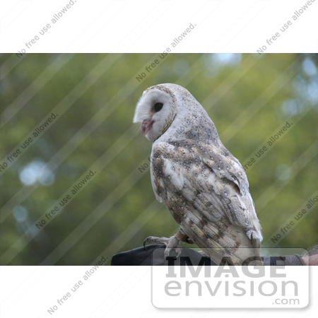 #53752 Royalty-Free Stock Photo of an Owl Perched On A Gloved Hand by Maria Bell