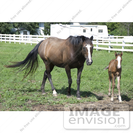 #53755 Royalty-Free Stock Photo of a Mare And Foal by Maria Bell