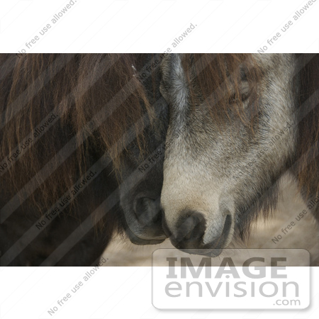 #53758 Royalty-Free Stock Photo of a Pair of Horses in Love by Maria Bell