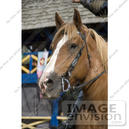 #53760 Royalty-Free Stock Photo of a Knight’s Horse by Maria Bell