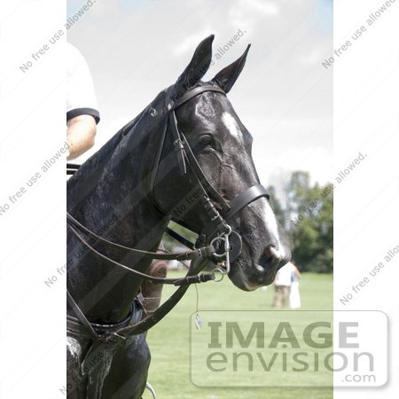 #53762 Royalty-Free Stock Photo of a Thoroughbred Horse Head by Maria Bell