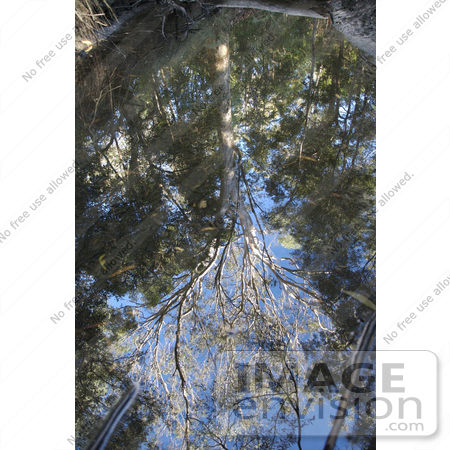 #53764 Royalty-Free Stock Photo of a View up to Trees by Maria Bell