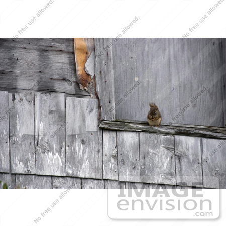 #53776 Royalty-Free Stock Photo of a Squirrel On A Weathered Ledge by Maria Bell