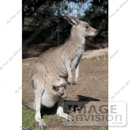 #53778 Royalty-Free Stock Photo of a Kangaroo And Joey by Maria Bell