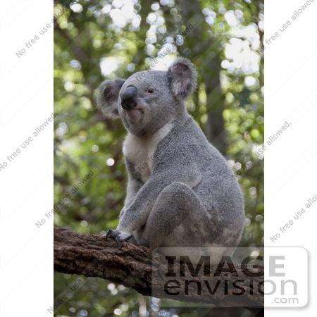 #53781 Royalty-Free Stock Photo of a Koala 4 by Maria Bell
