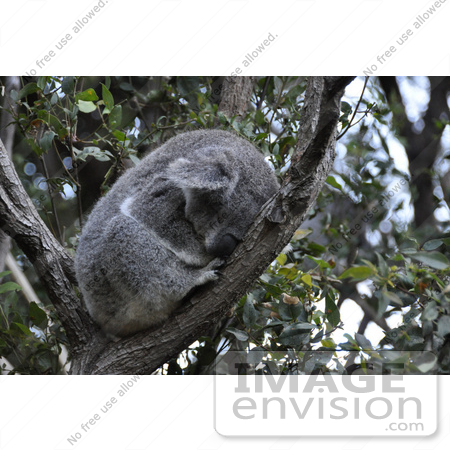 #53788 Royalty-Free Stock Photo of a Koala 4 by Maria Bell
