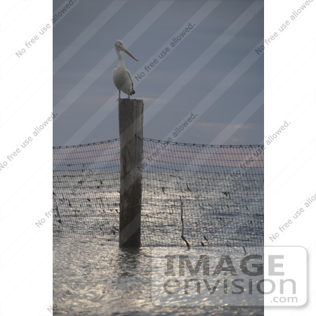 #53789 Royalty-Free Stock Photo of a pelican on a beach post by Maria Bell