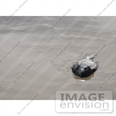 #53793 Royalty-Free Stock Photo of a dead fish on a beach by Maria Bell