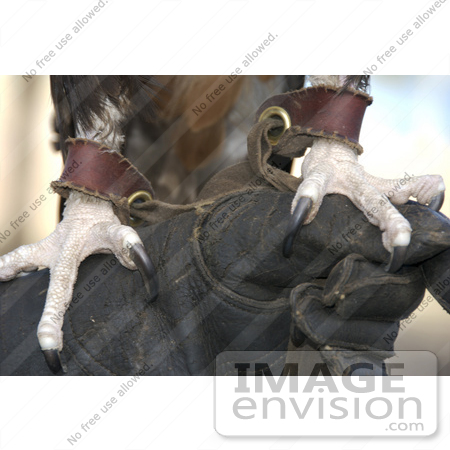 #53802 Royalty-Free Stock Photo of a Close up of an eagle’s claws with harness by Maria Bell
