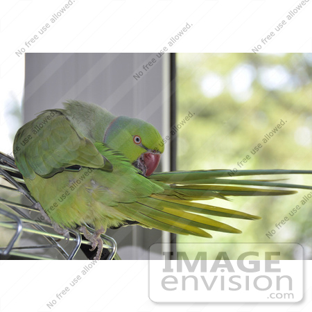 #53804 Royalty-Free Stock Photo of a Parrot by Maria Bell